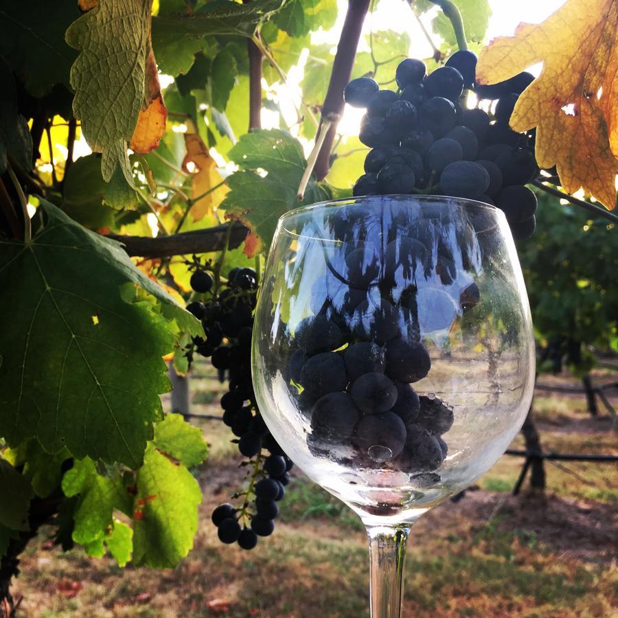 Tranquil Vale Vineyard Hotel Luskintyre Buitenkant foto