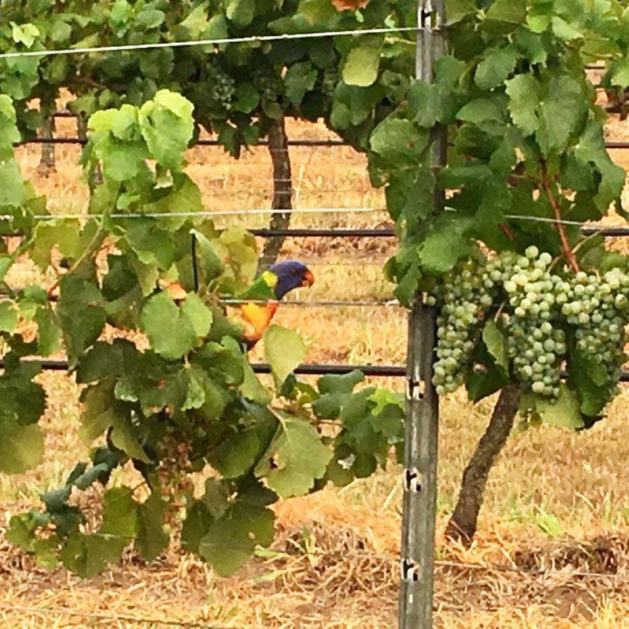 Tranquil Vale Vineyard Hotel Luskintyre Buitenkant foto